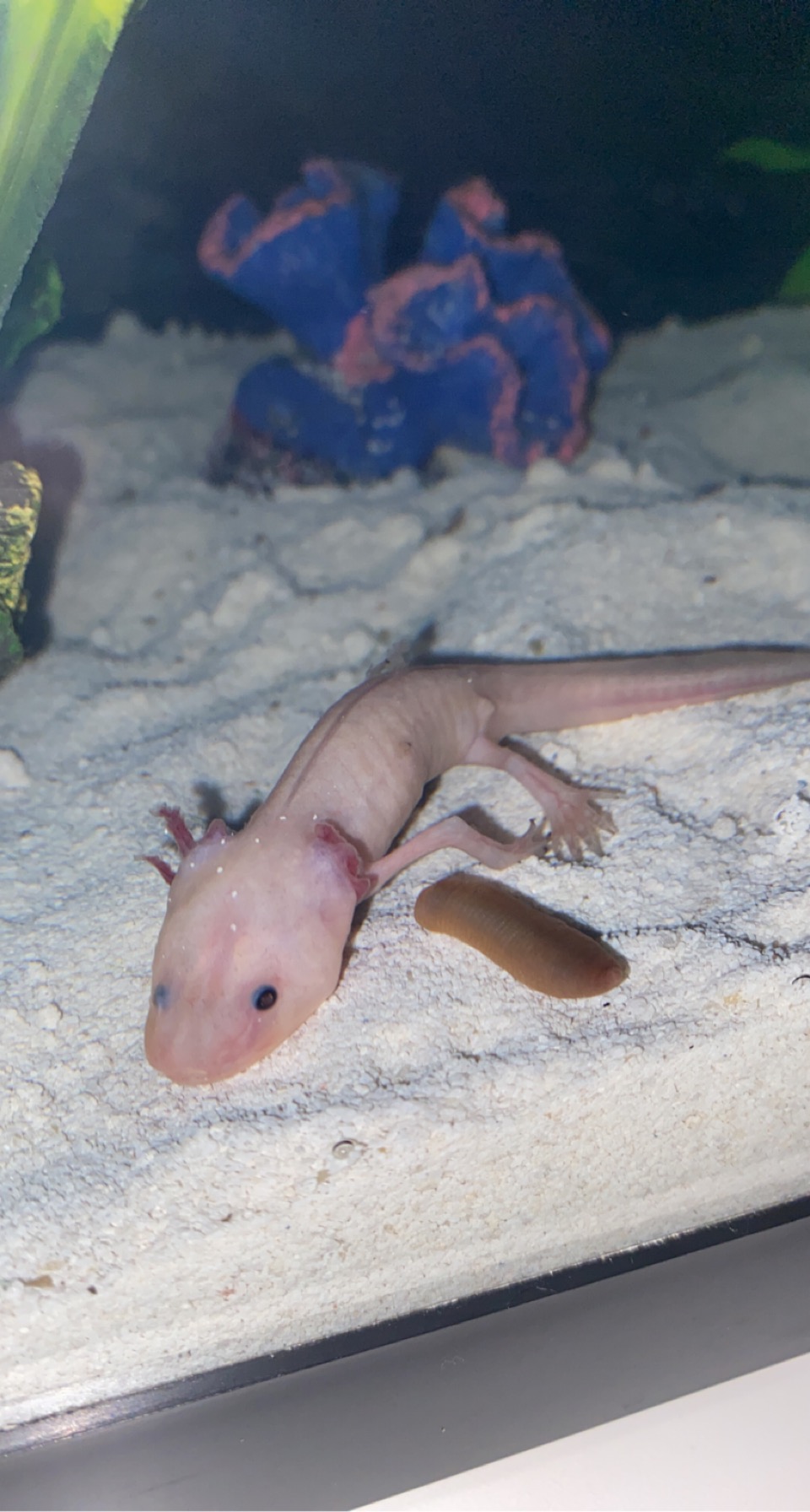Is my Axolotl dying? What do I do Newts and Salamanders Portal