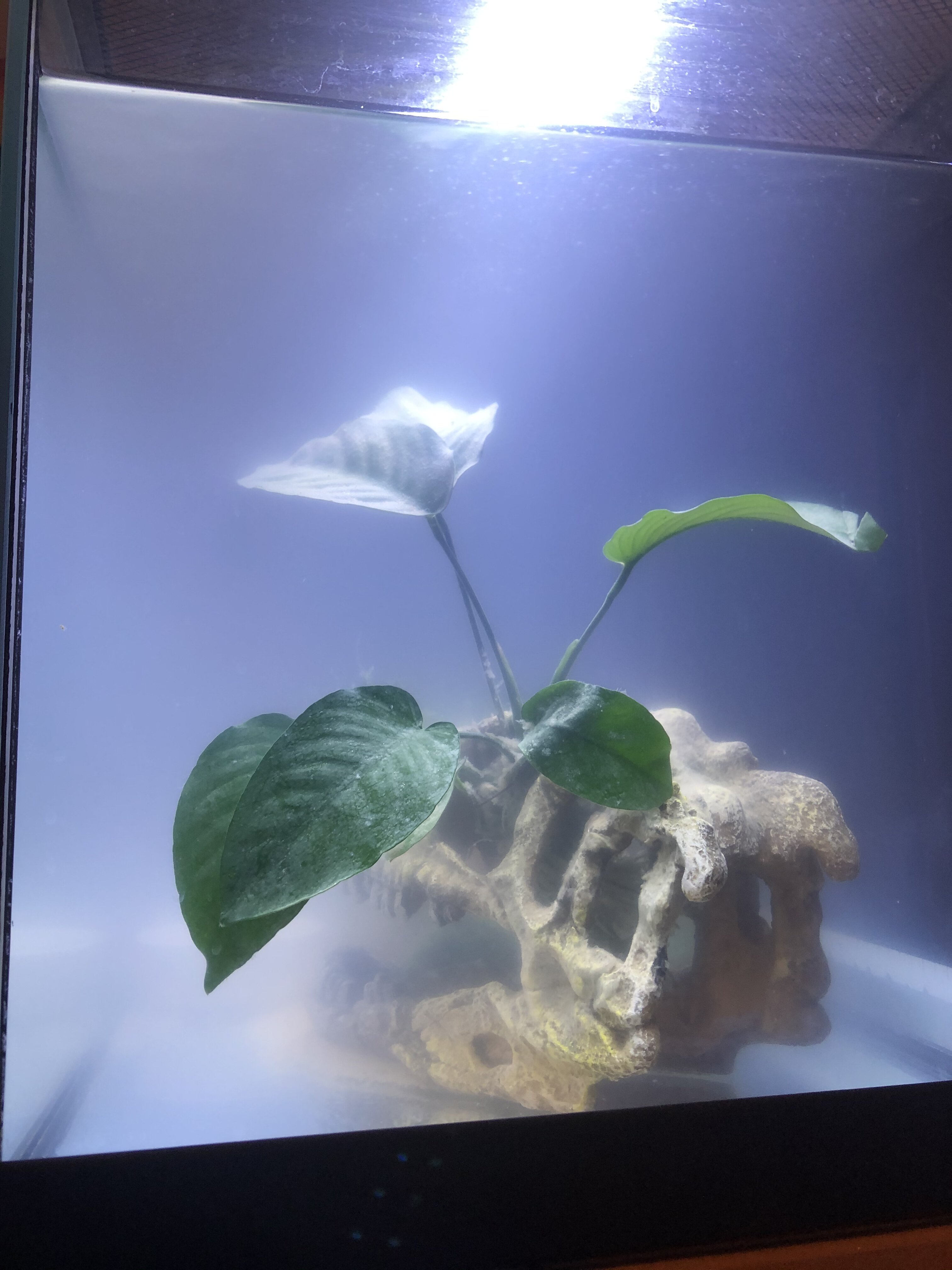 Smelly fish tank sale