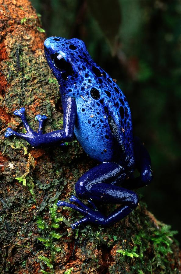 Petco frogs on sale