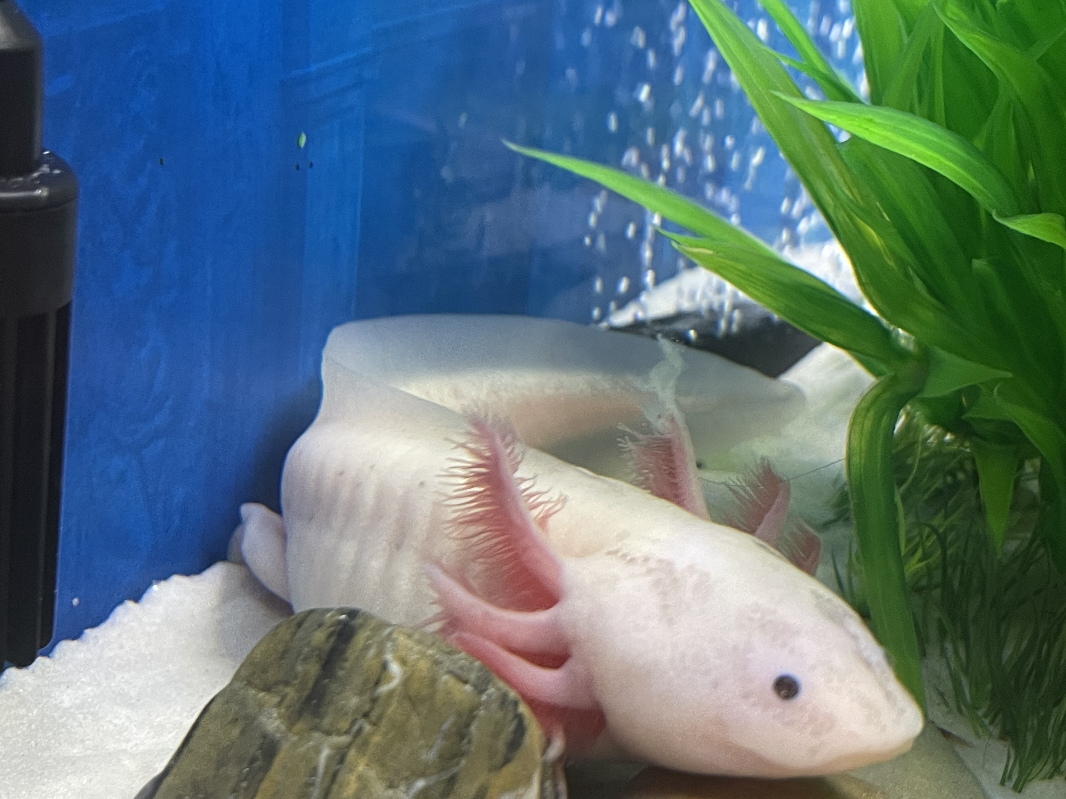 Lotl fish sales