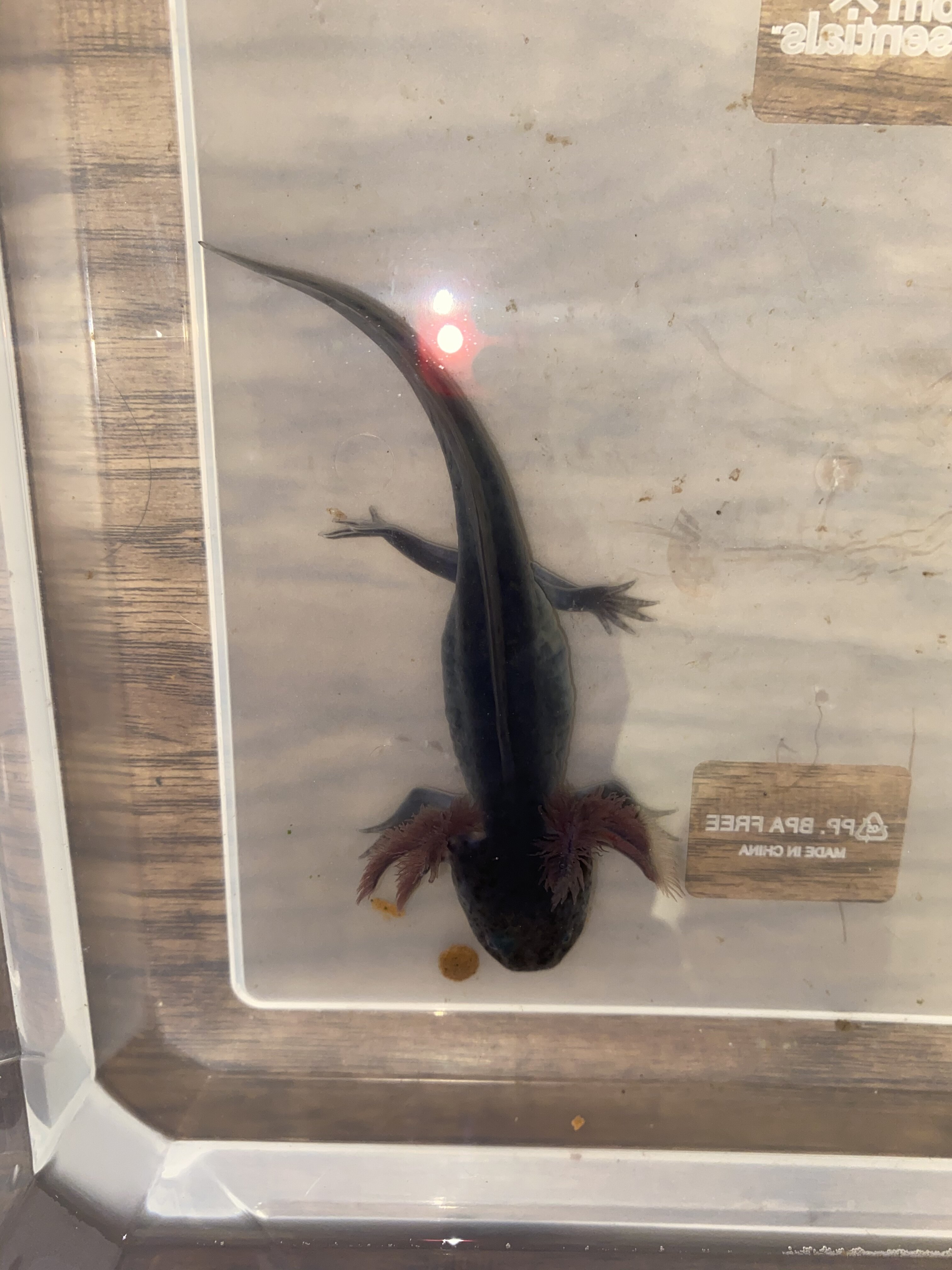 Red gills melanoid HELP UPDATE fungus???  : Newts and  Salamanders Portal