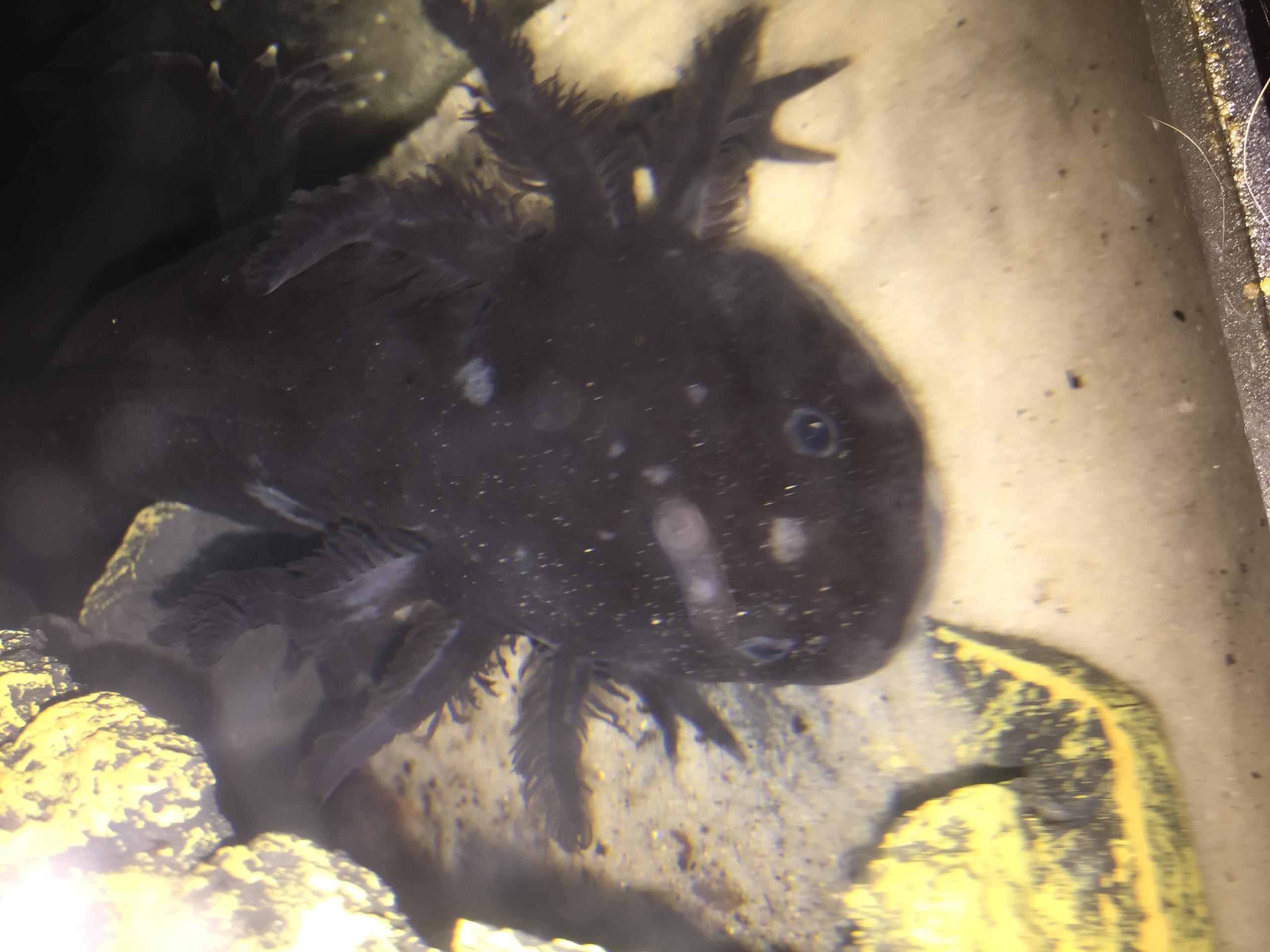Illness/Sickness White spots on black axolotl!! Newts