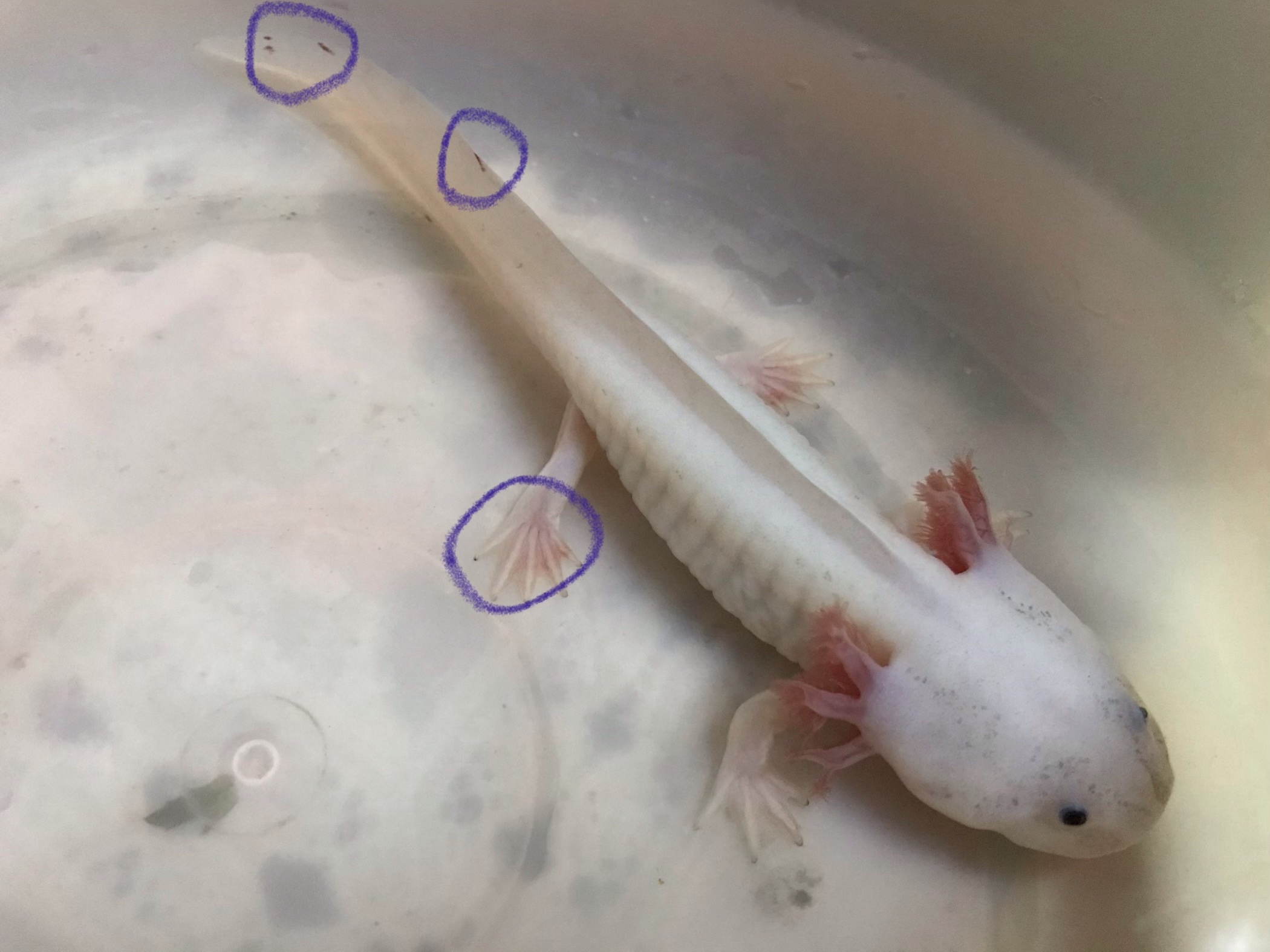 Axolotl Gills Shrinking When In Fridge Caudata Org Newts And Salamanders Portal