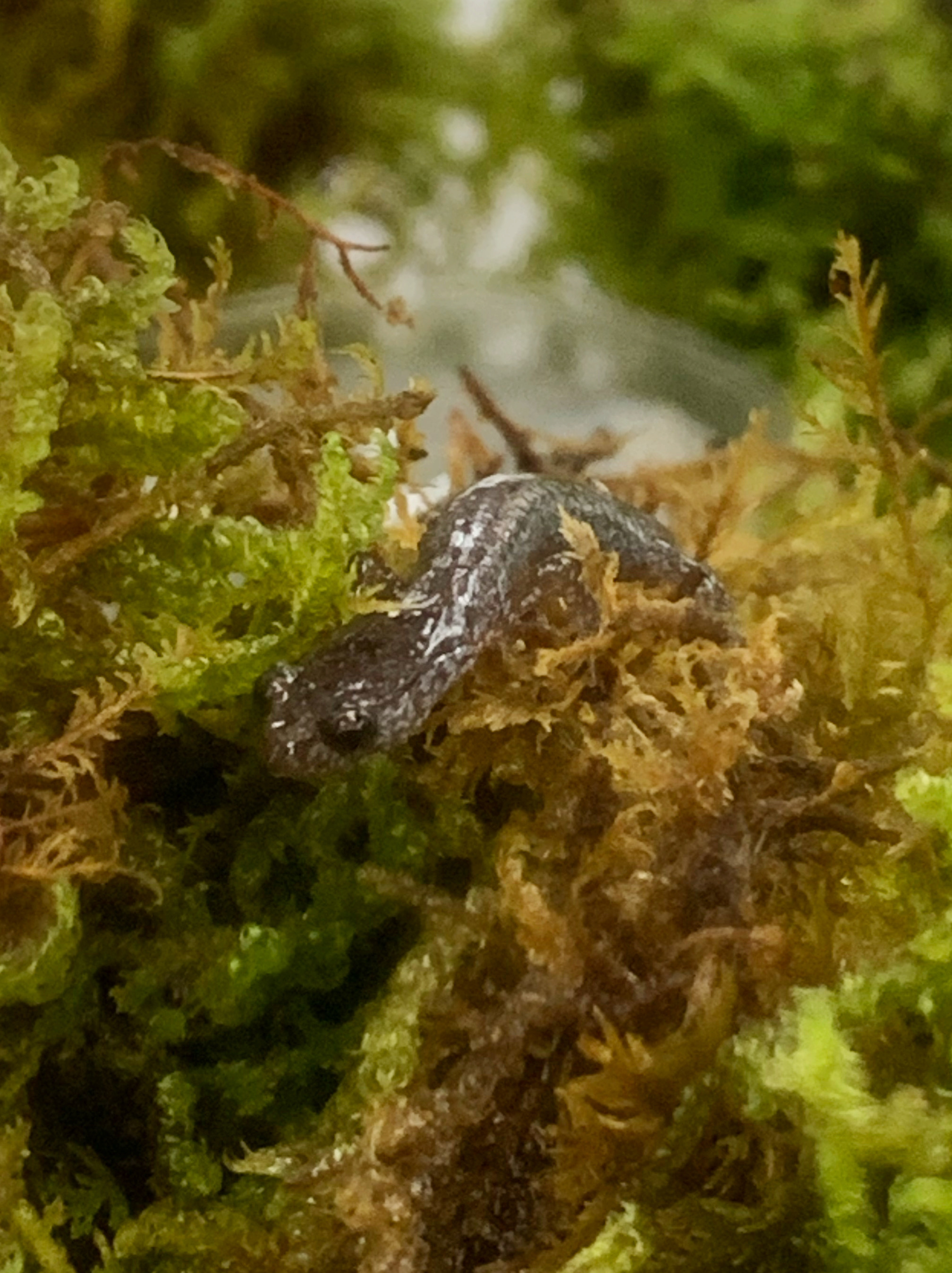 https://www.caudata.org/threads/id-needed-found-in-shipment-of-moss.79069/