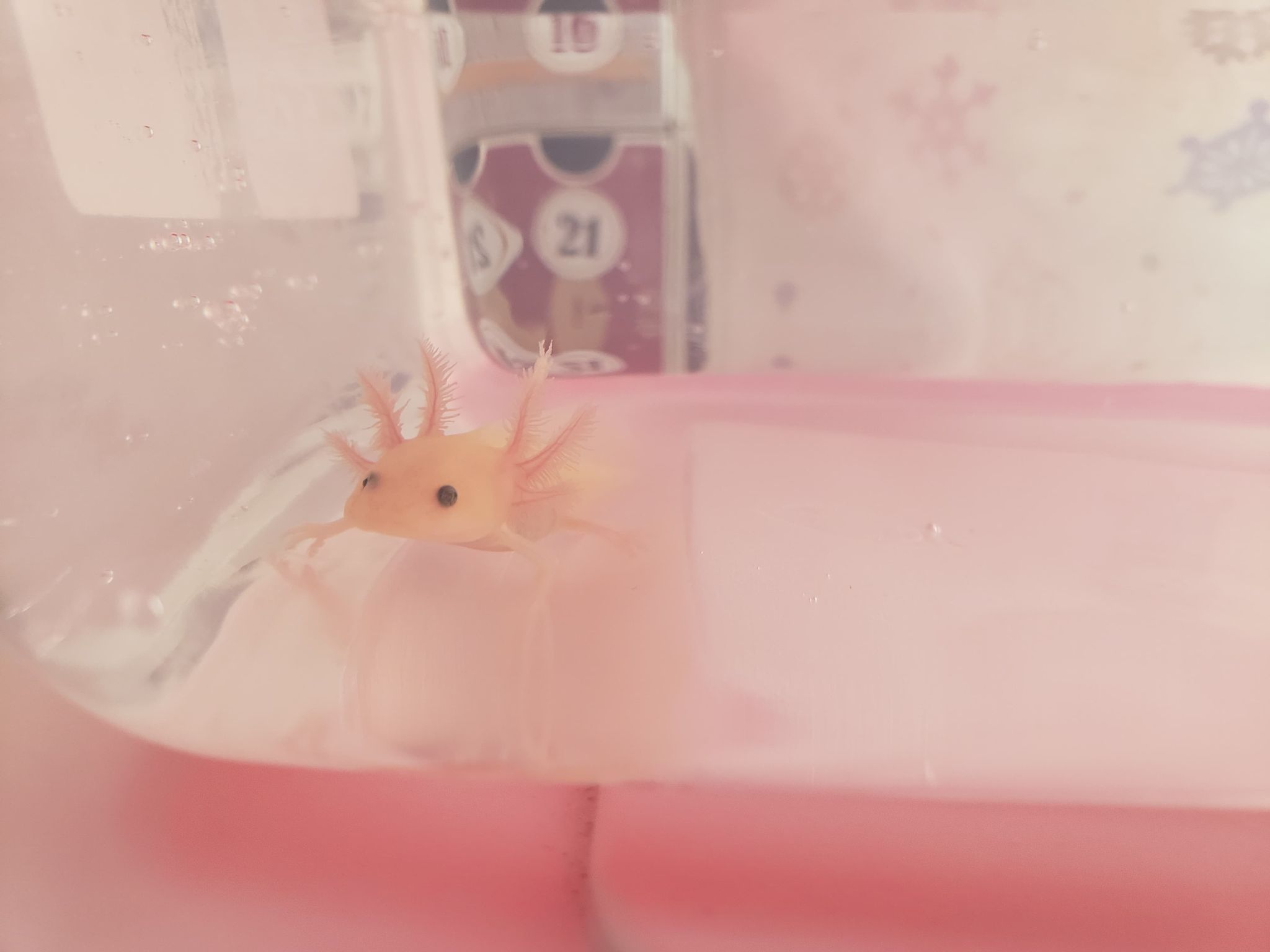 Axie1.jpg