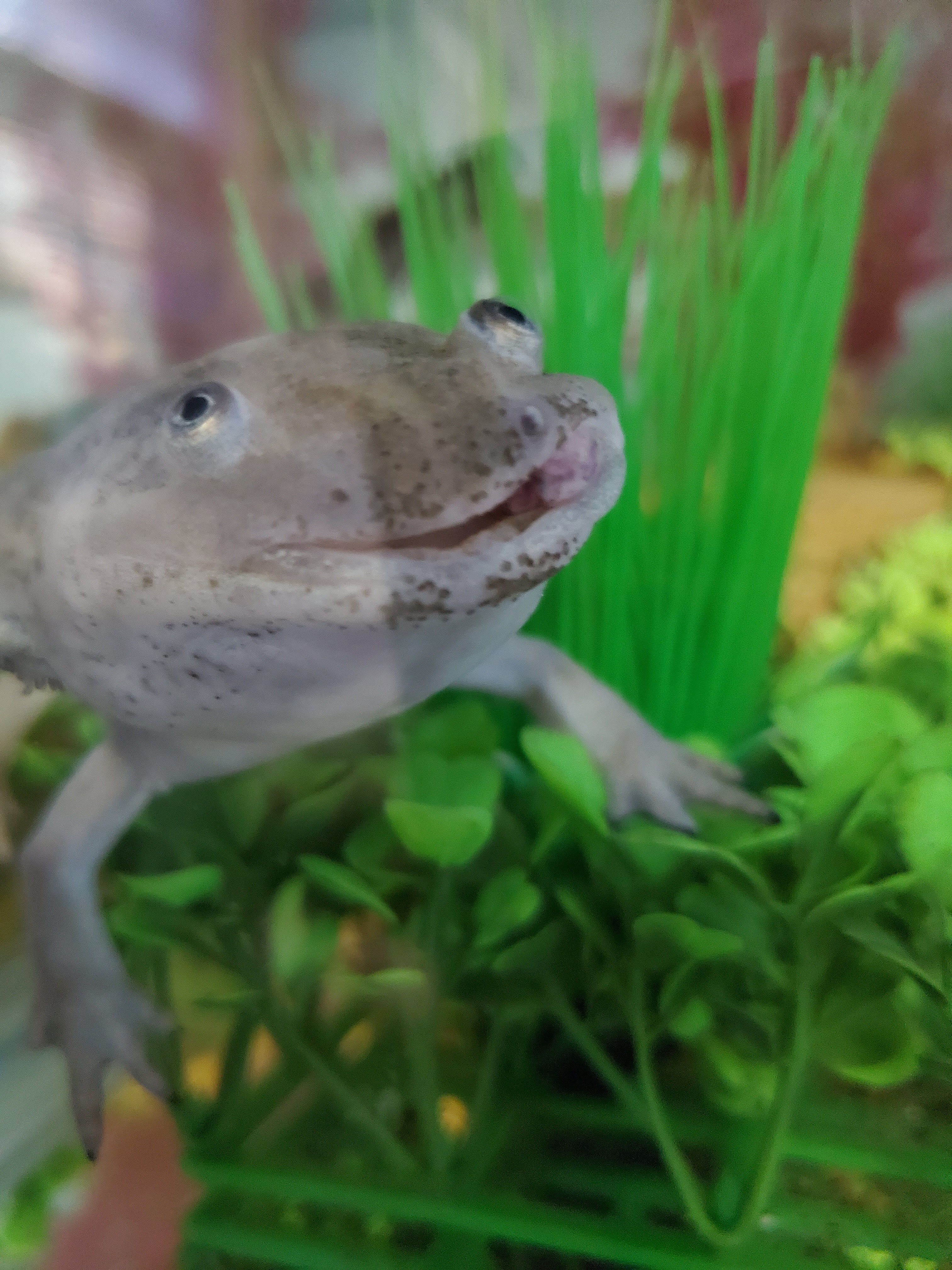 Axolotl growth 2020 d.jpg