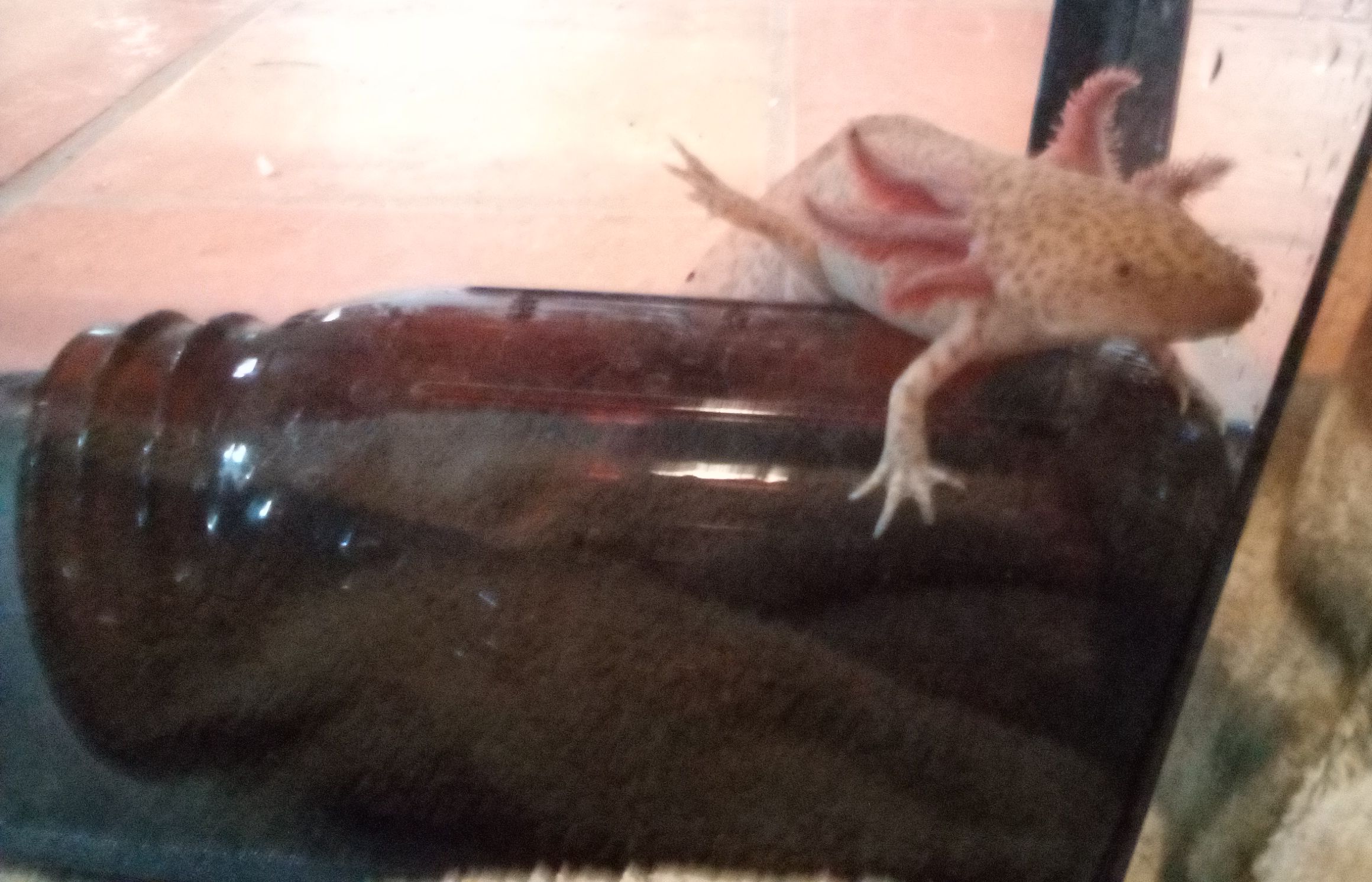 axolotl kilner.jpg