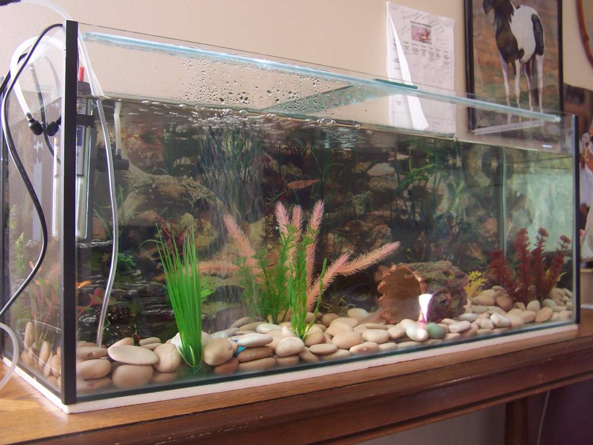 New axolotl Tank Newts and Salamanders Portal