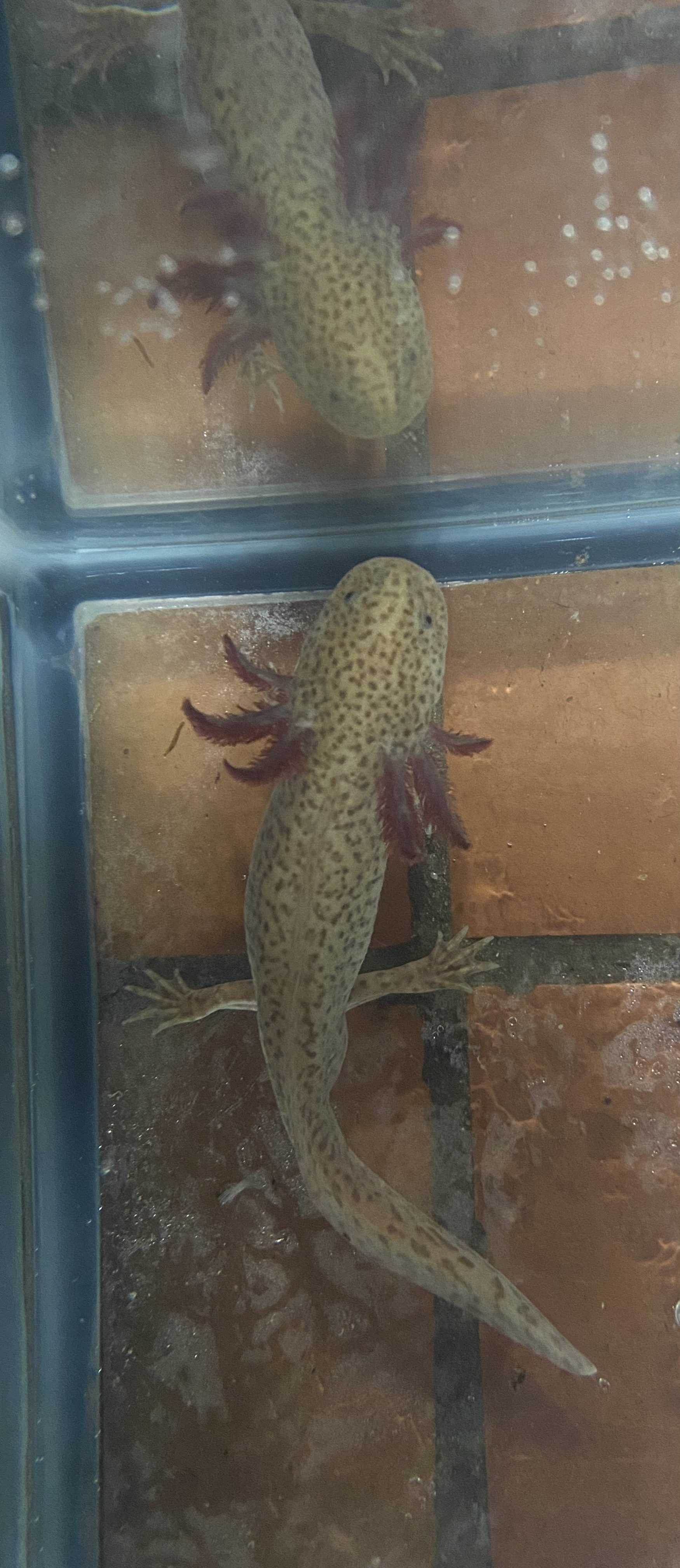 axolotl1.JPG