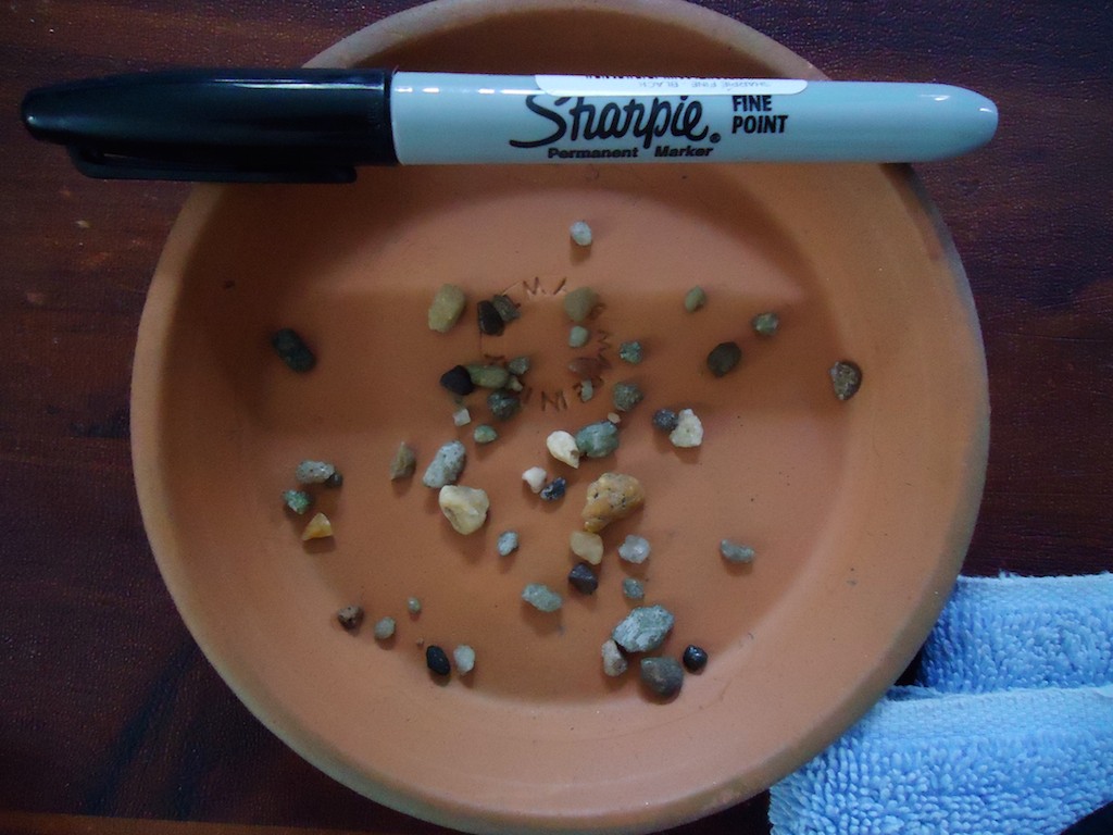 Rescue axolotls week in the fridge Newts and Salamanders