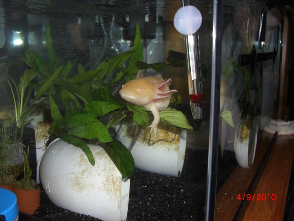 Question What Things Do People Use As Hides For Your Axies Caudata Org Newts And Salamanders Portal