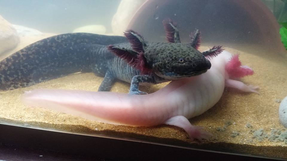Baby Axolotl Care Caudata Org Newts And Salamanders Portal