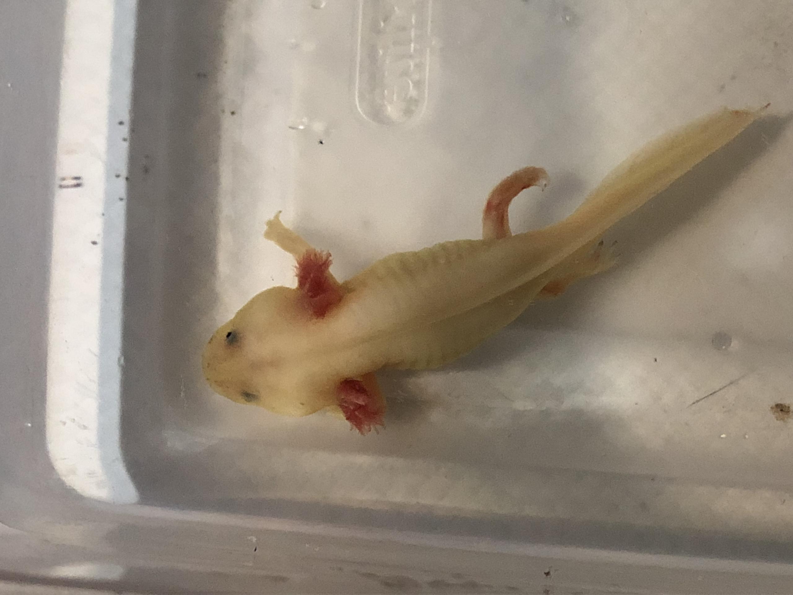 Does my axolotl have red leg? Or infection? Newts and
