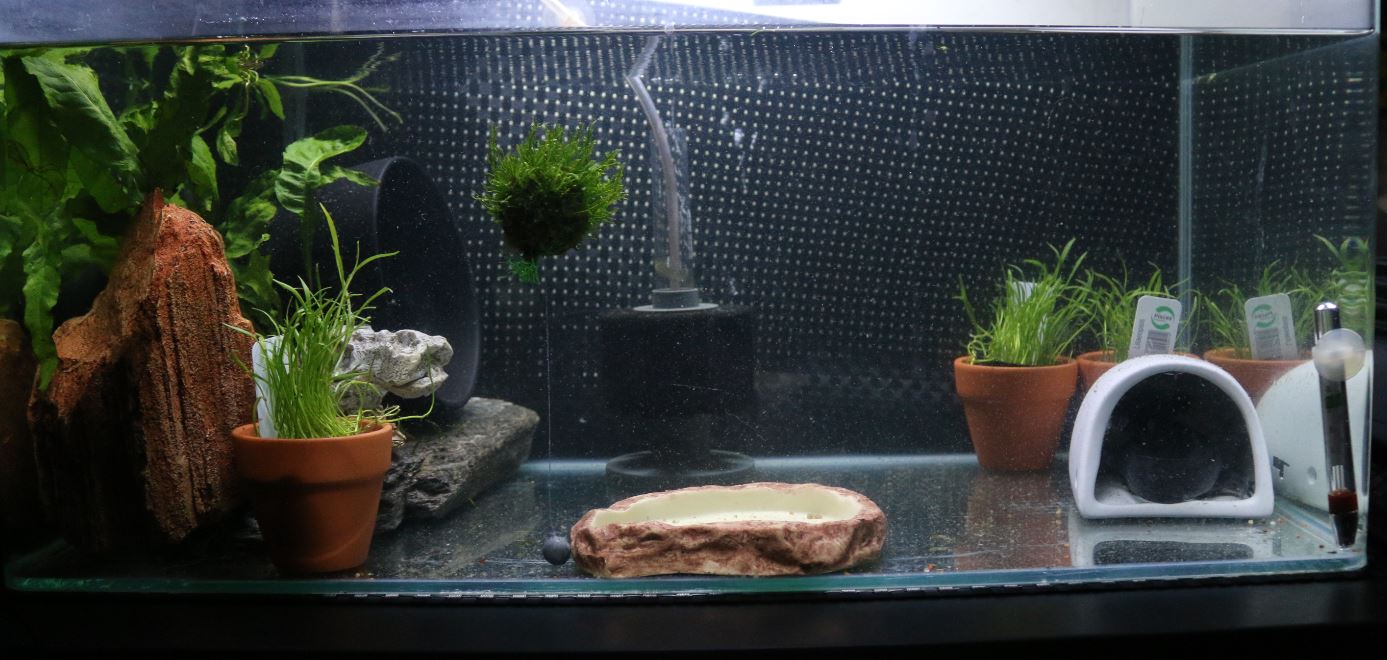 Hides Diy Or Other Please Post Pics Caudata Org Newts And Salamanders Portal