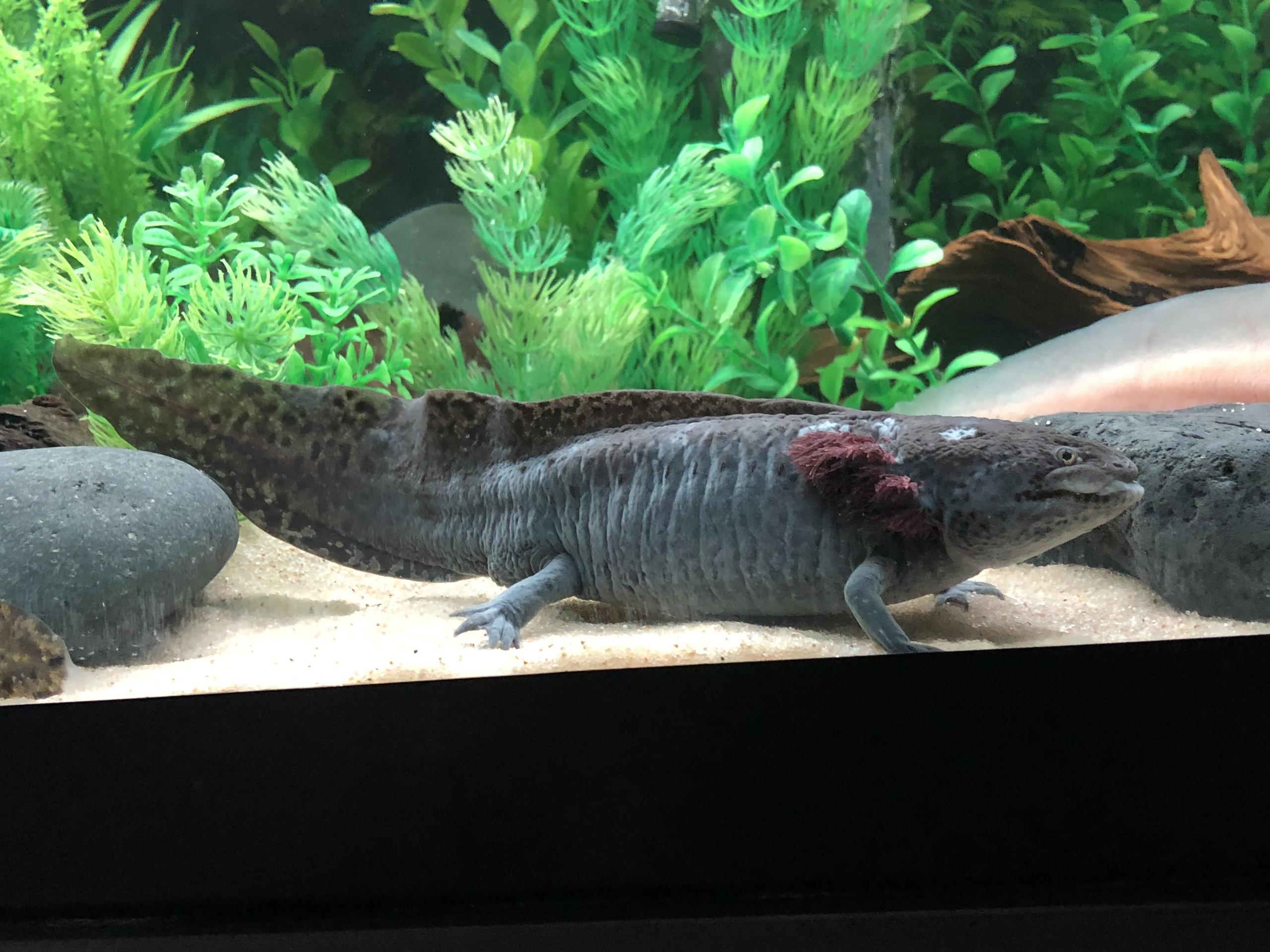 White Spots on Axolotl Newts and Salamanders Portal