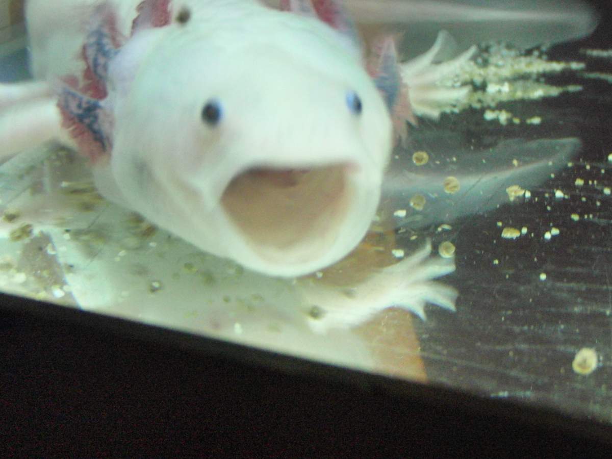 Question Do Newts Yawn Caudata Org Newts And Salamanders Portal
