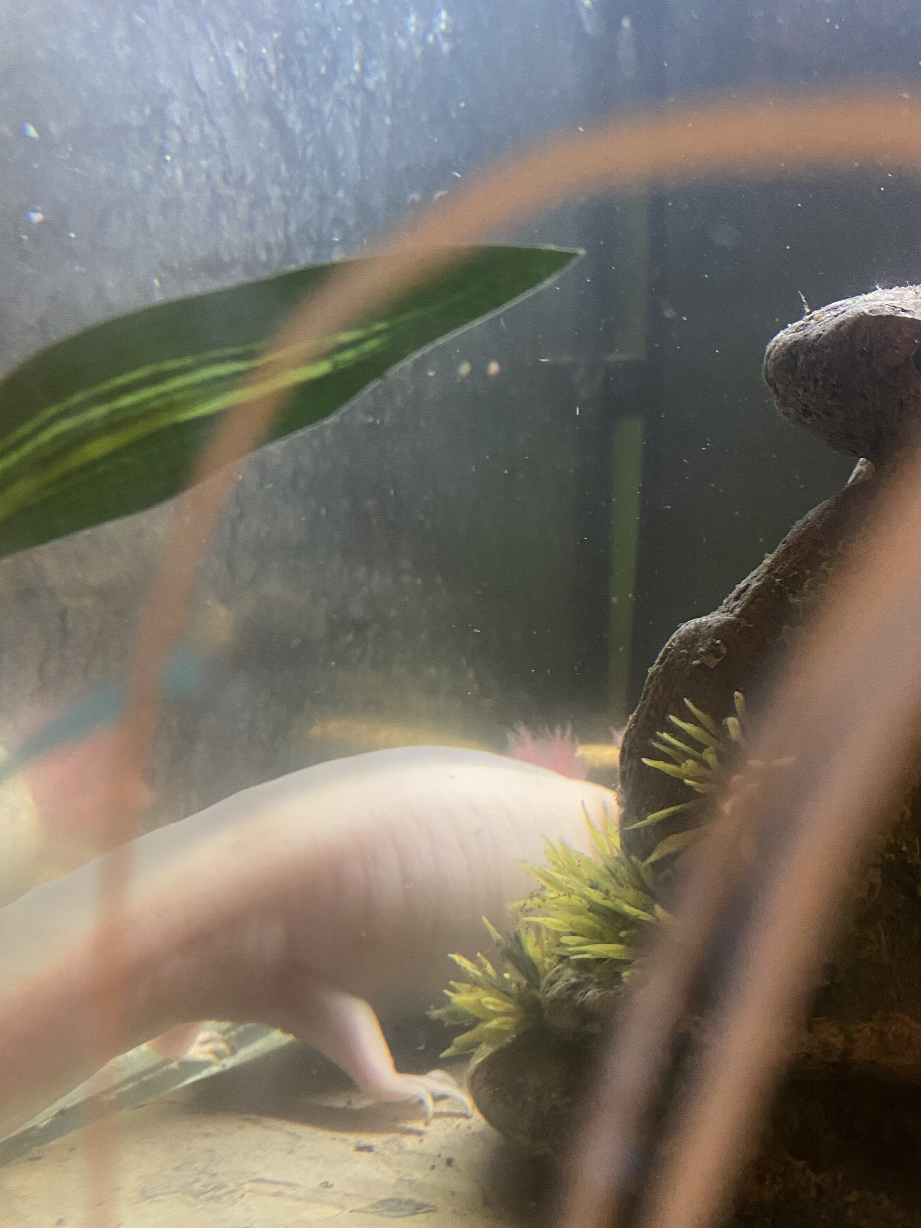 Can I tub and fridge a pregnant axolotl? Newts and