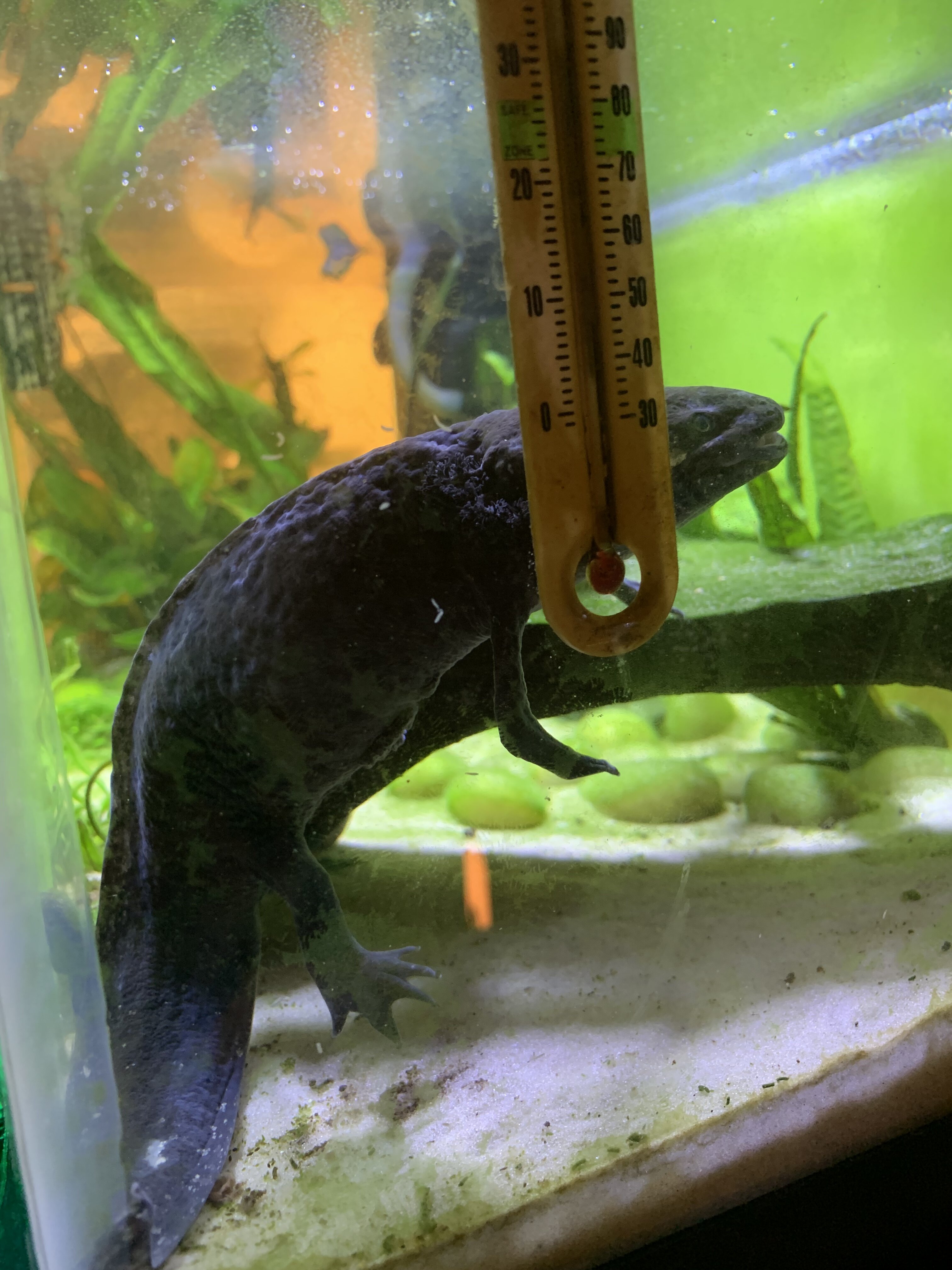 Help, is my axolotl morphing? Newts and Salamanders Portal