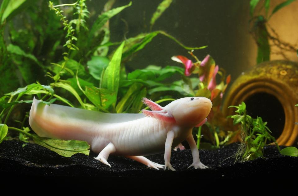 Axolotl Newbie Please Help Caudata Org Newts And Salamanders Portal