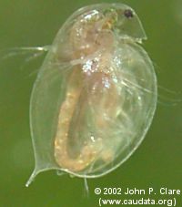 Macro photograph of Daphnia magna.