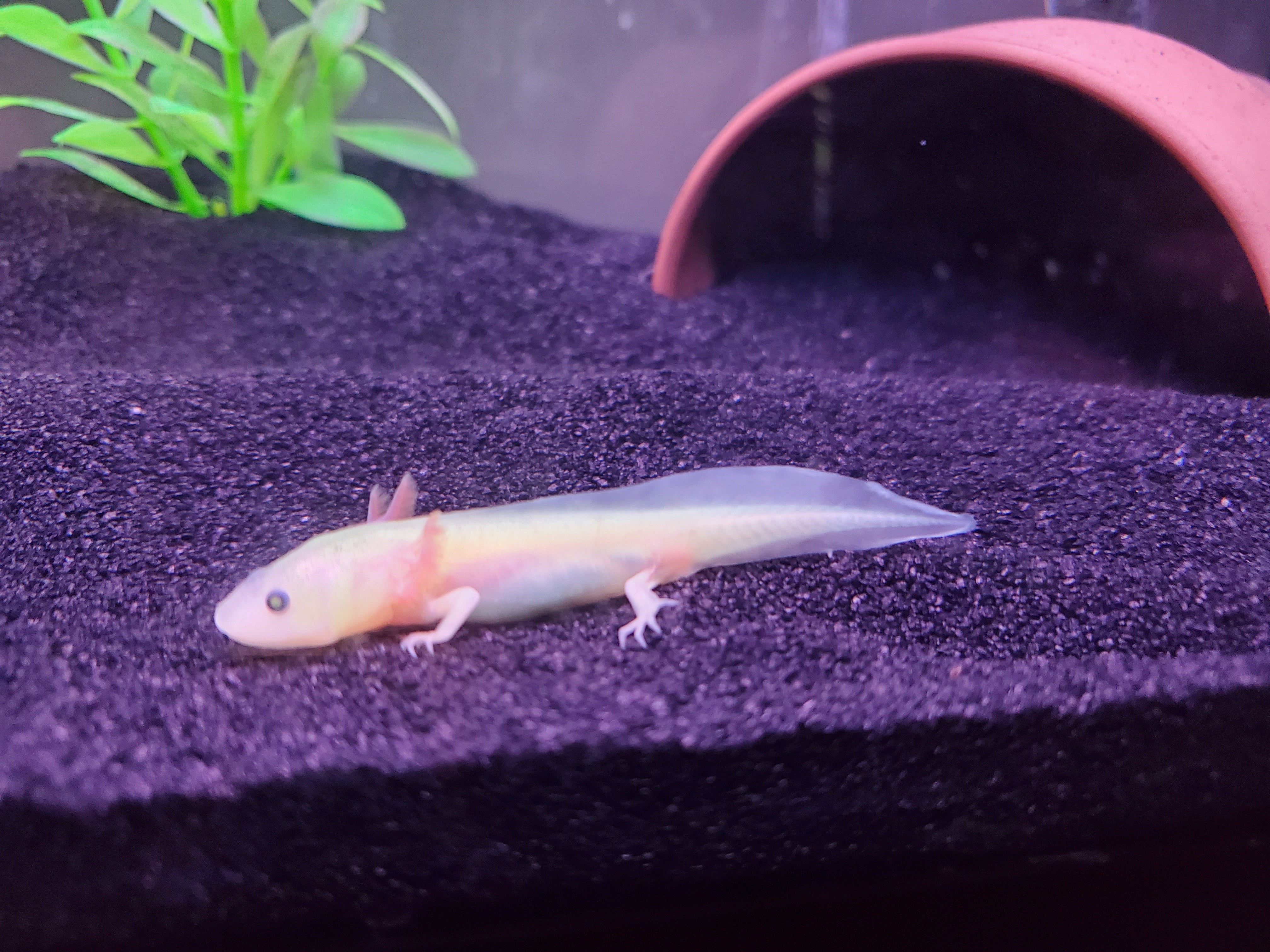 Sick Baby Axolotl Barely Eating Moving Curled Tail And Gills Caudata Org Newts And Salamanders Portal