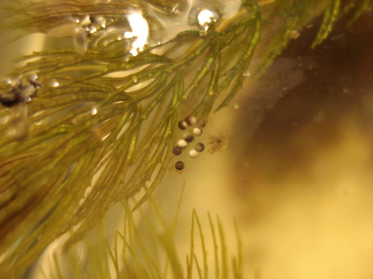 African dwarf frog eggs Caudata Newts and Salamanders Portal