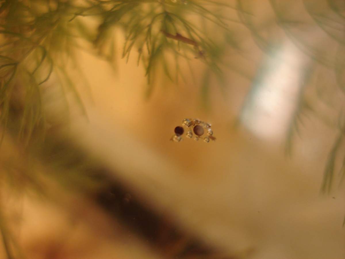 African dwarf frog eggs Caudata Newts and Salamanders Portal