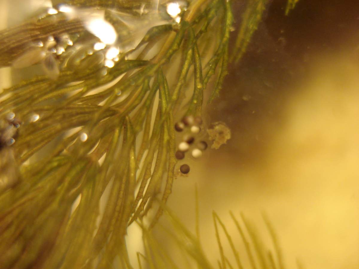 African dwarf on sale frogs eggs