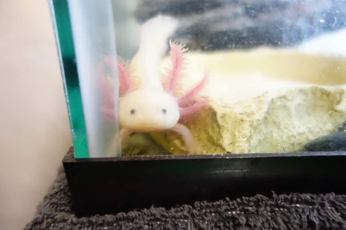 Photo Axolotl Colors With Genes Caudata Org Newts And Salamanders Portal