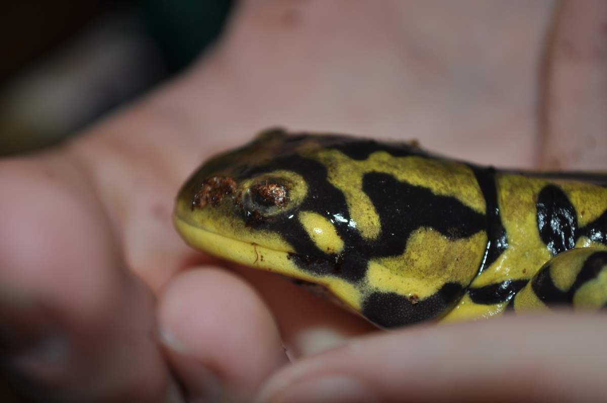HELP! tiger salamander's eye | Caudata.org: Newts and Salamanders Portal