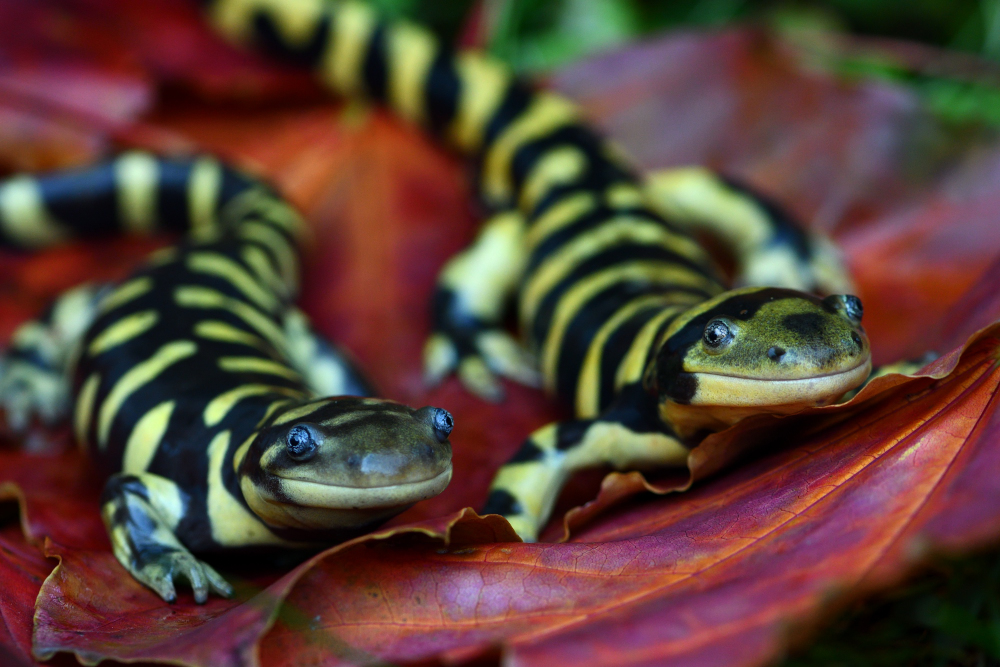 DSC_5781_00001DSC_5781.jpg