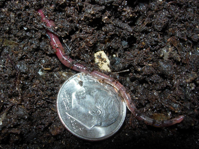 African Nightcrawler culture  : Newts and Salamanders