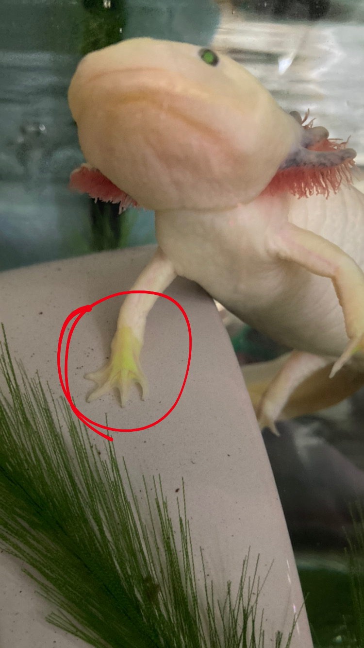 Tiny) Axolotl Avatar - Green