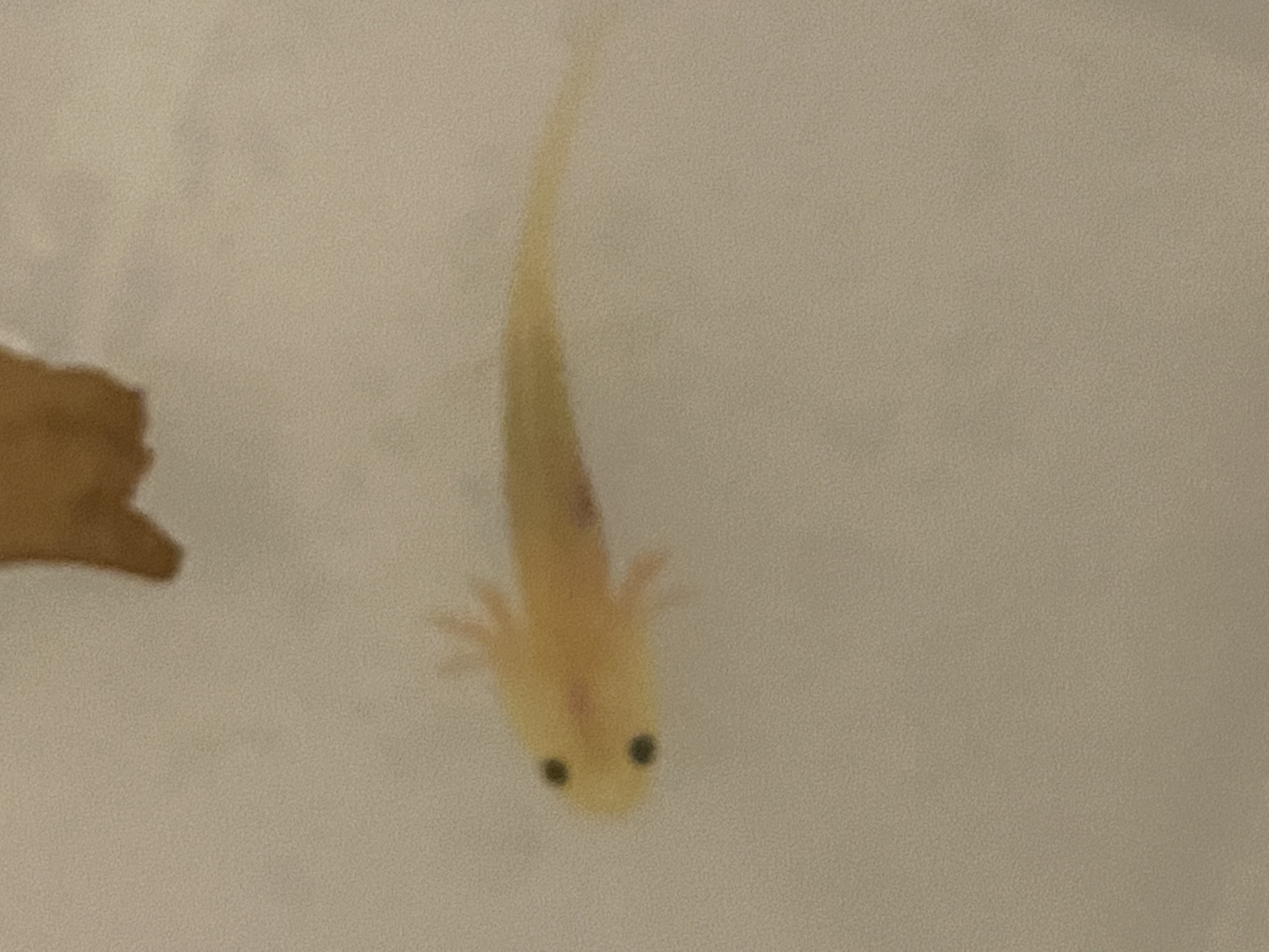 Floating Baby Axolotls 5 Weeks Old Caudata Org Newts And Salamanders Portal