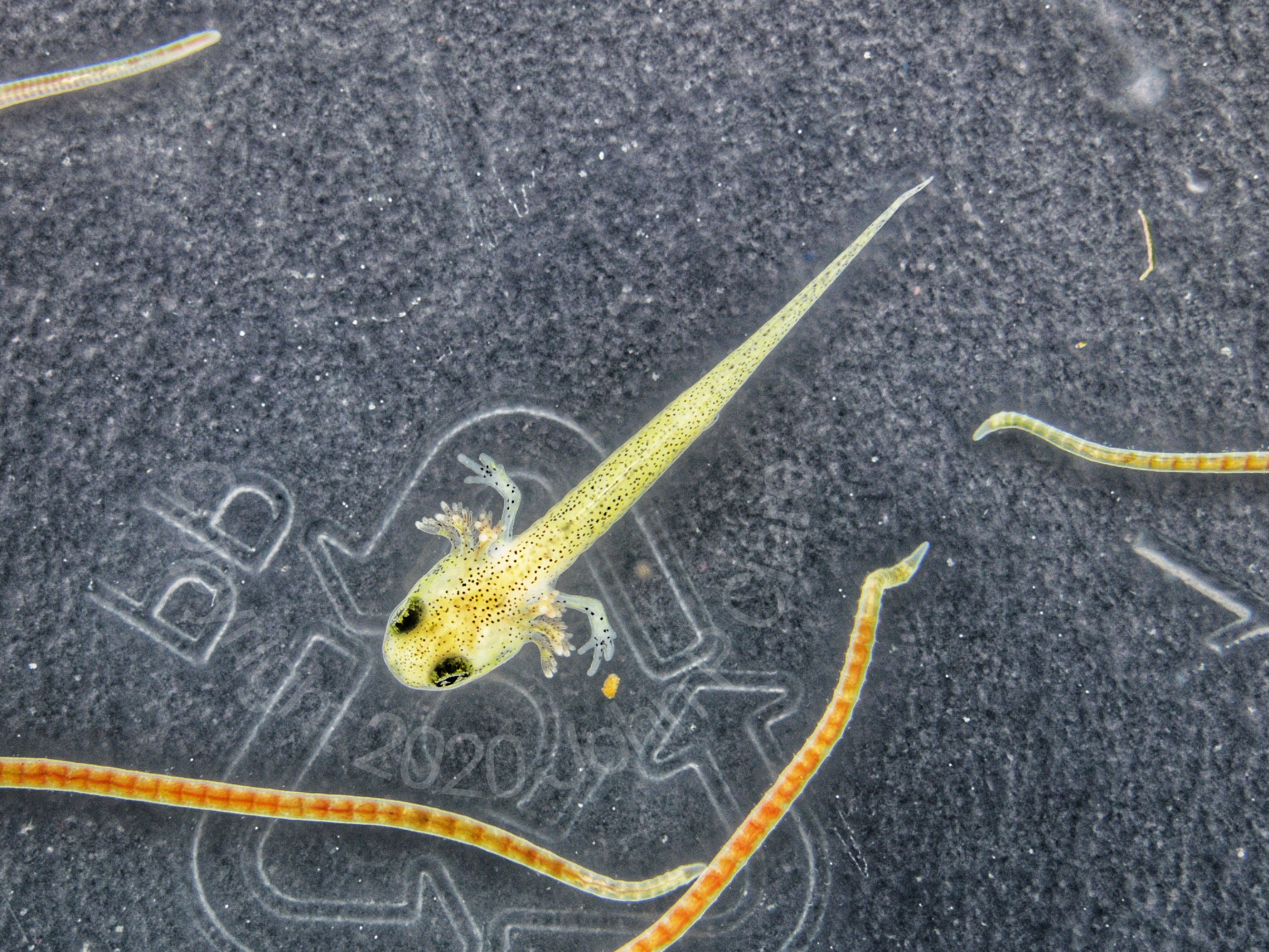 first popei larva 5-16-2020 AddText_05-16-11.58.23.jpg