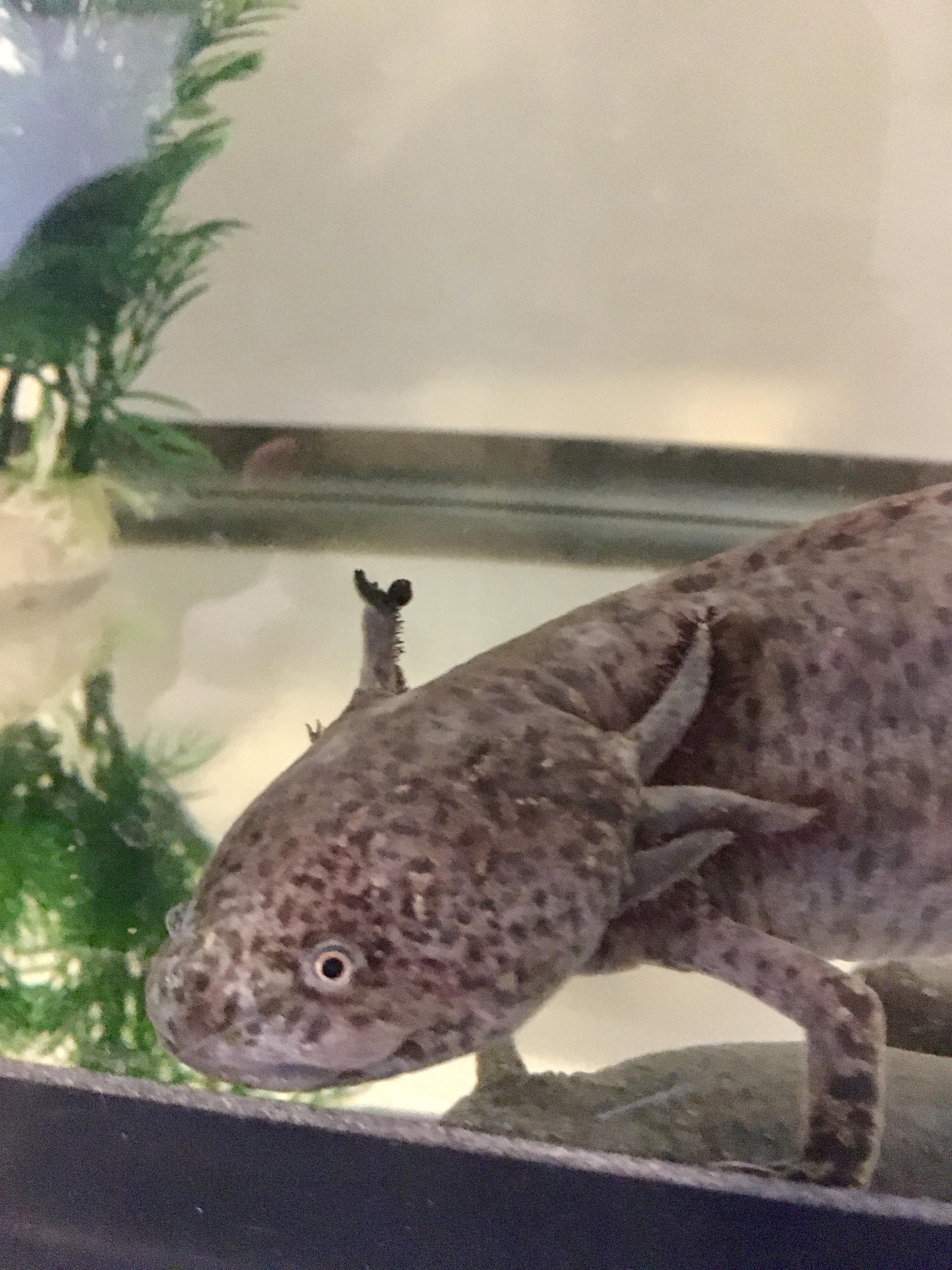 SICK AXOLOTL gimpy gill Newts and Salamanders Portal