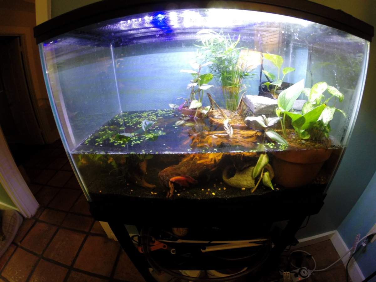 Caudata intelligence overview