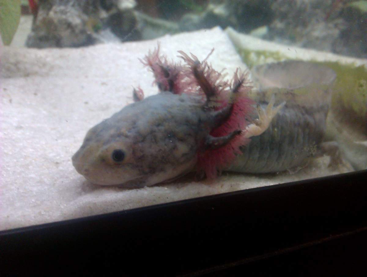 Pale axolotl, looking sad, bright red gills