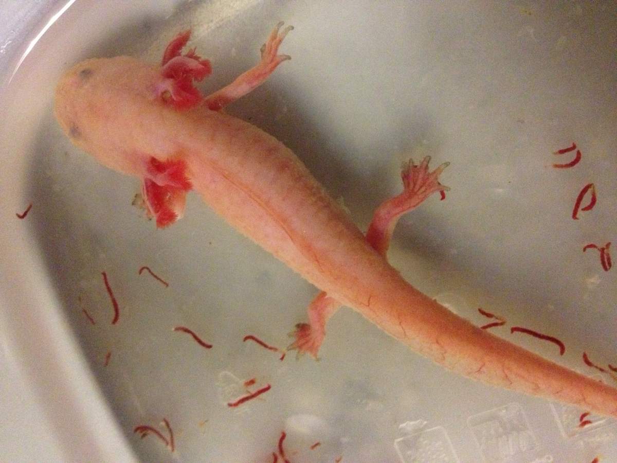 HELP!! I'm scared my axolotl is dying and i don't know why! | Caudata