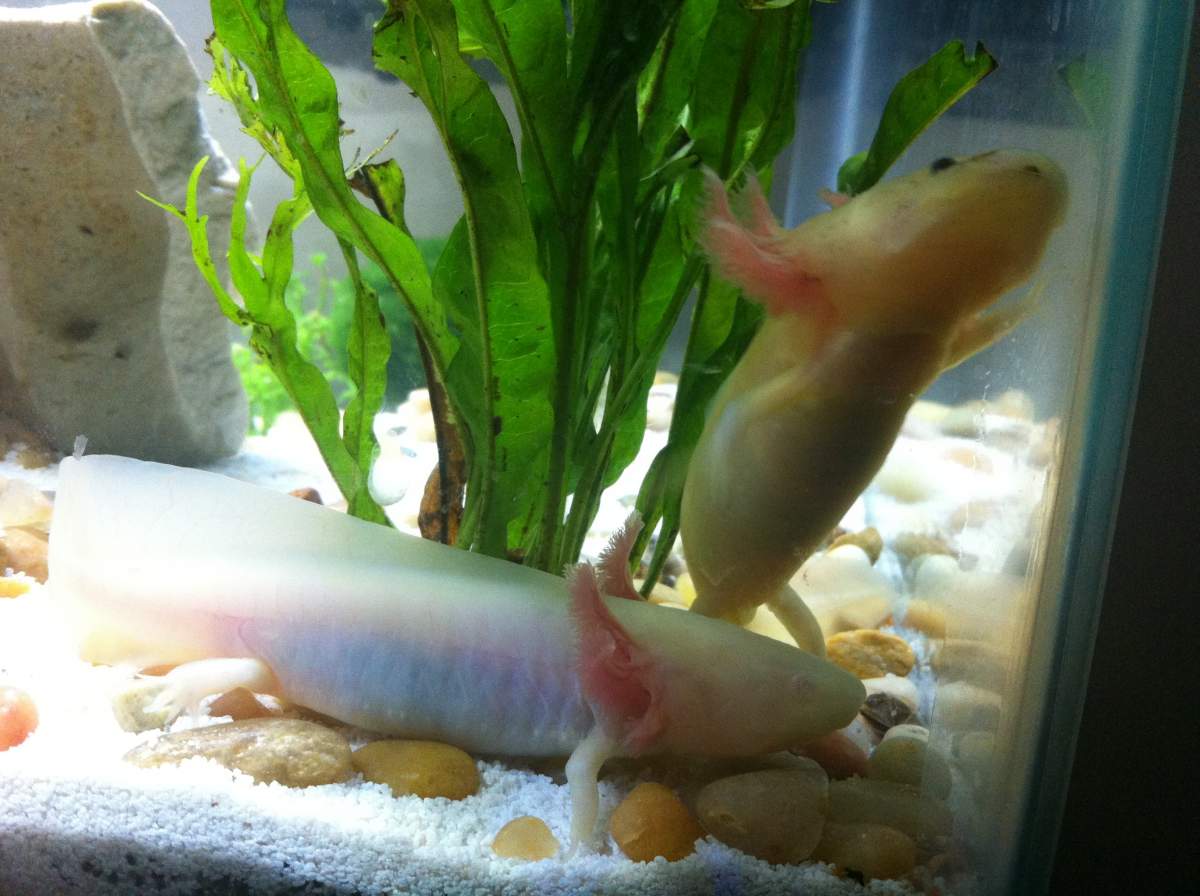 Leucistic Axolotl Turning Yellow Caudata Newts And Salamanders 