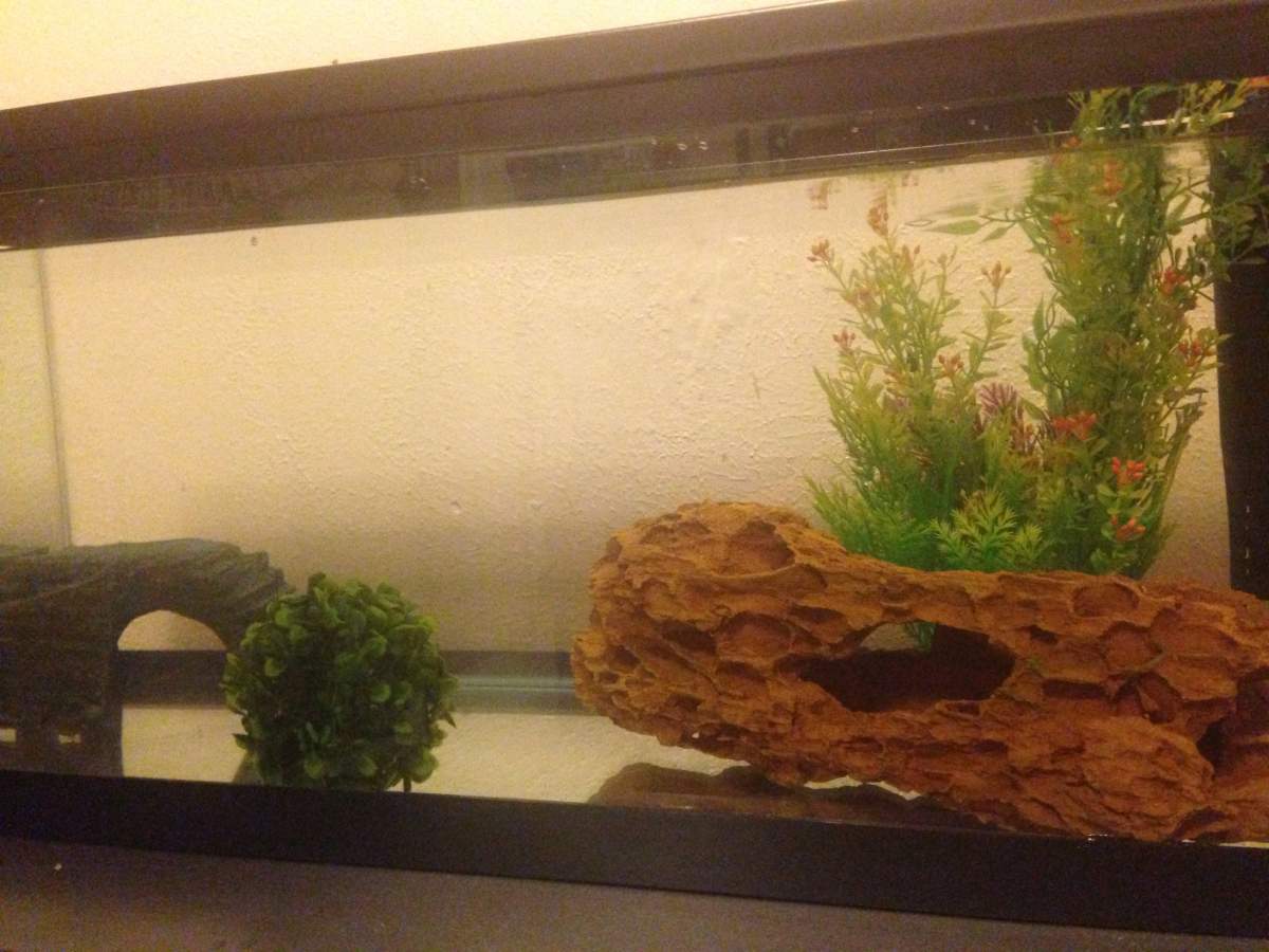 Ideas Needed For Bare Bottom Tank Caudata Org Newts And Salamanders Portal
