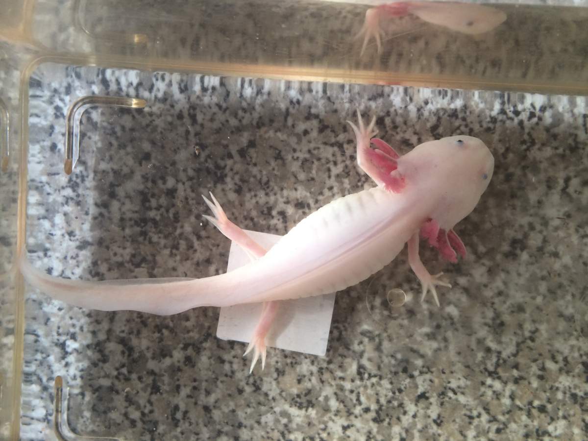 Gender and age estimation? | Caudata.org: Newts and Salamanders Portal