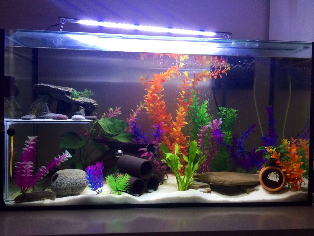 More Beginner Axolotl Ownership Questions Caudata Org Newts And Salamanders Portal