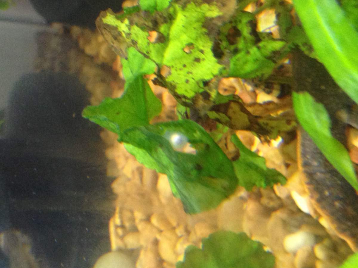 Fire Belly Newt Eggs | Caudata.org: Newts and Salamanders Portal