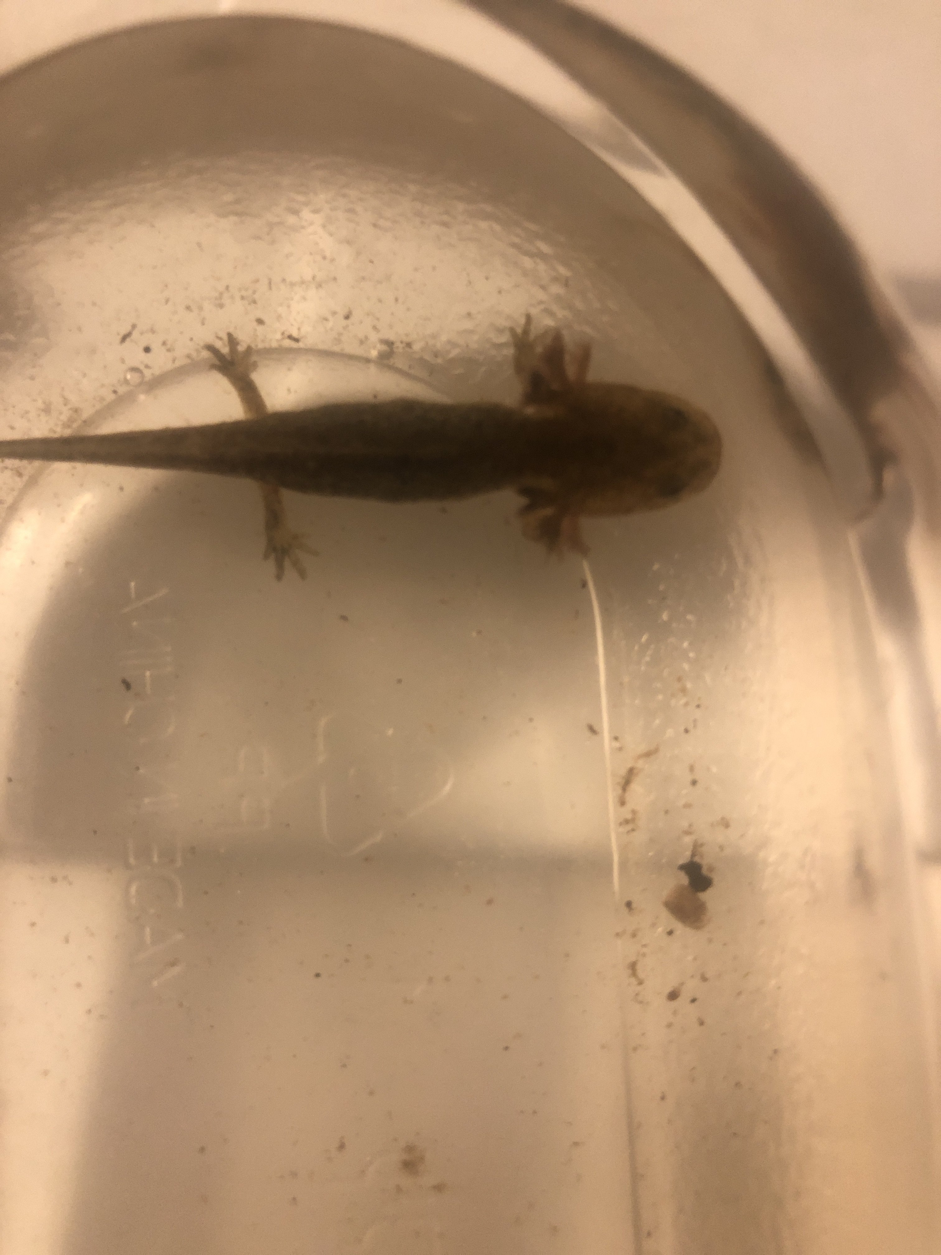 What kind of salamander is this? | Caudata.org: Newts and Salamanders