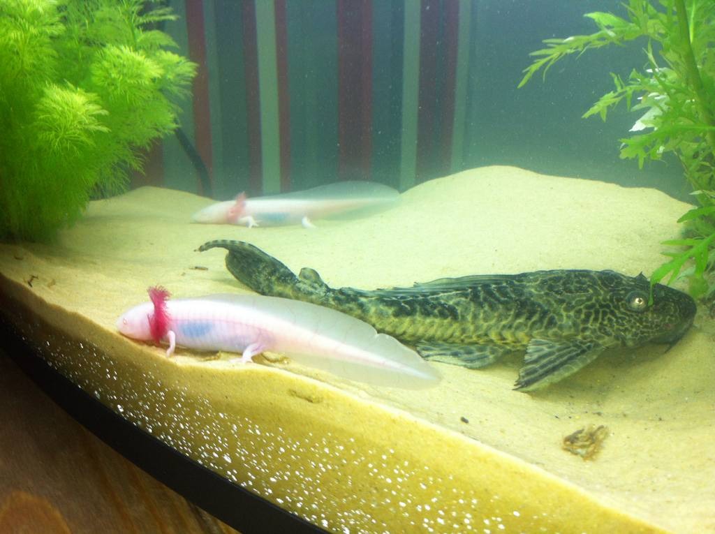 axolotl and fish together