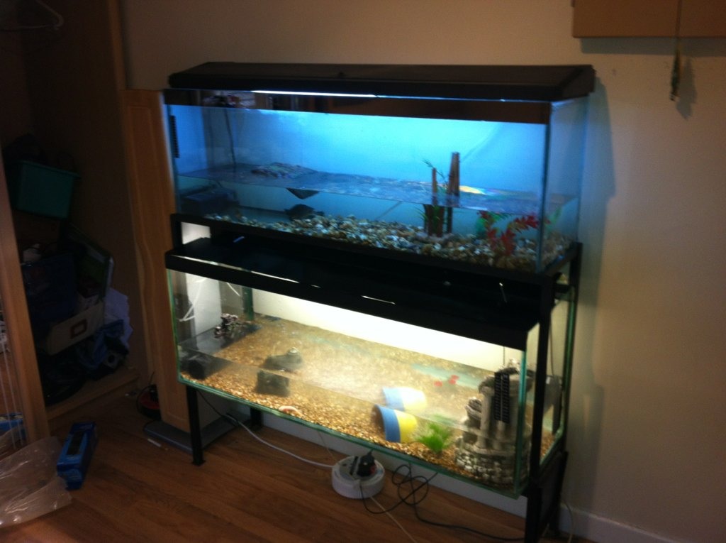 Whats best to use in tank | Caudata.org: Newts and Salamanders Portal