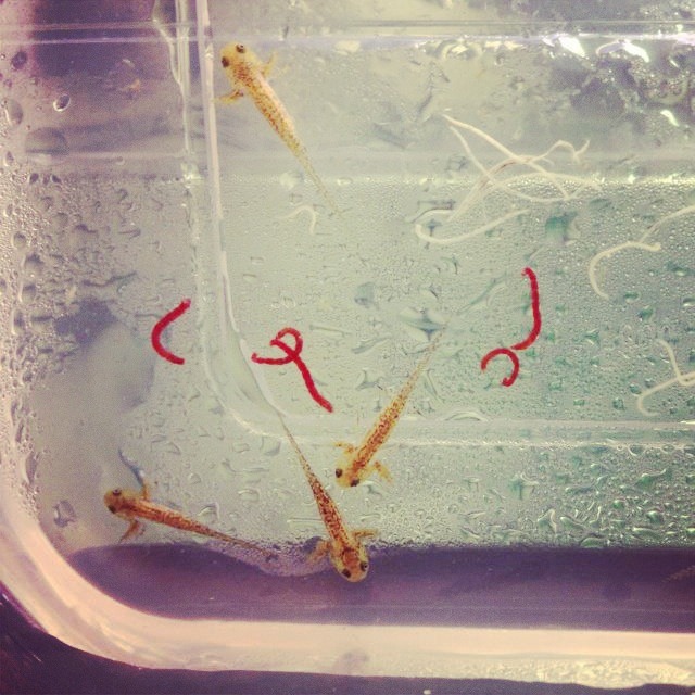 Live Blood worm from pet shops  : Newts and Salamanders Portal