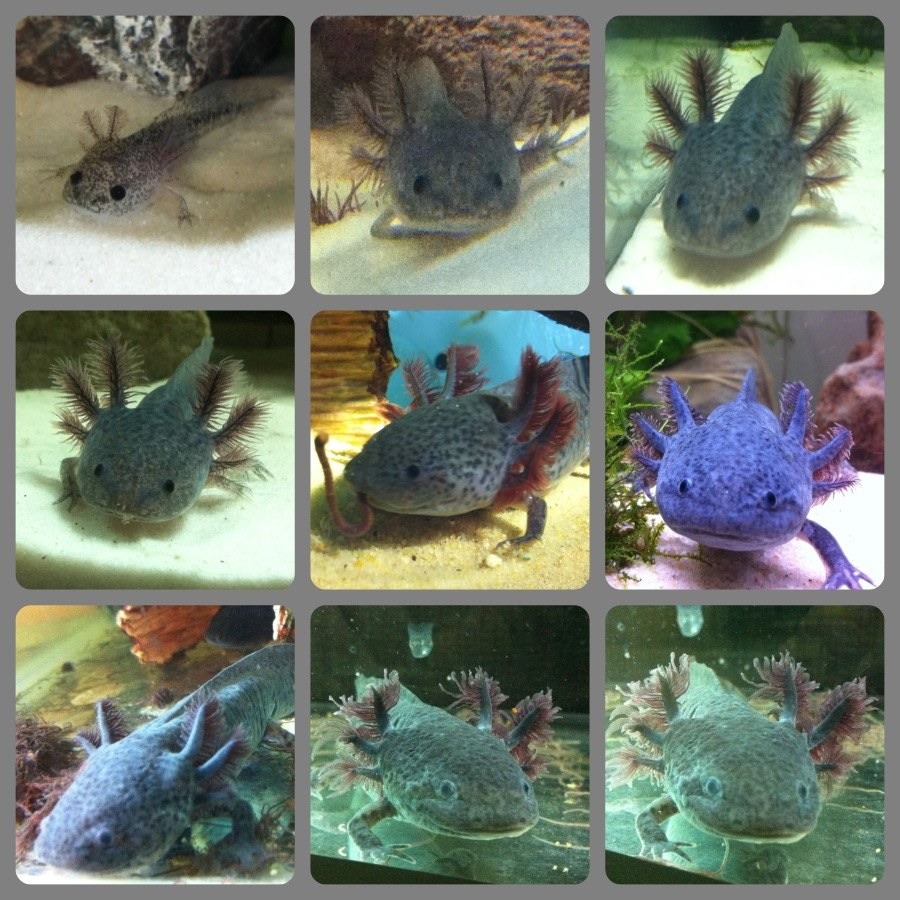Question How Much Would You Pay Caudata Org Newts And Salamanders Portal