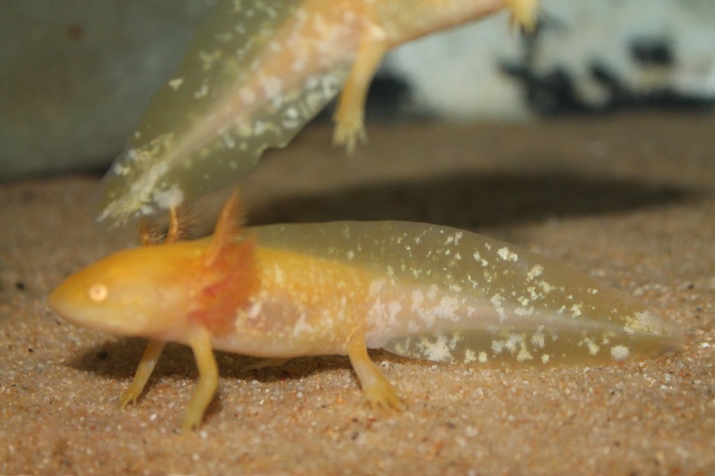 Illness Sickness White Scaley Looking Stuff On My Axolotl Caudata Org Newts And Salamanders Portal